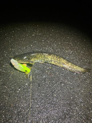 マナマズの釣果