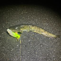 マナマズ