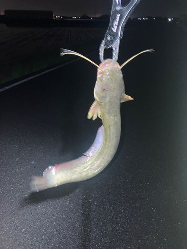 マナマズの釣果