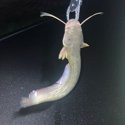 マナマズ