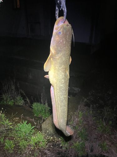 マナマズの釣果