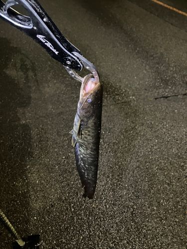 マナマズの釣果