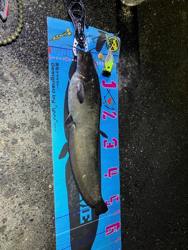 マナマズの釣果