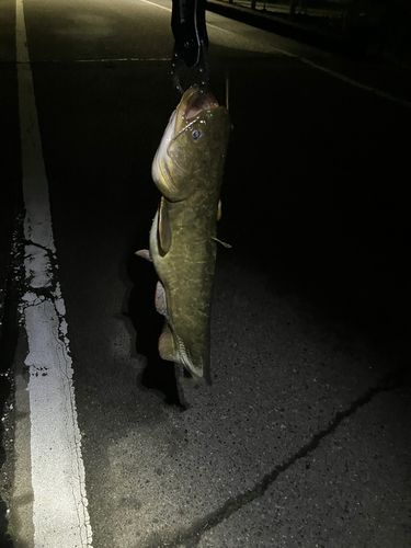 マナマズの釣果