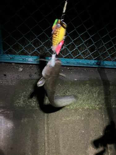 マナマズの釣果