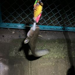 マナマズ