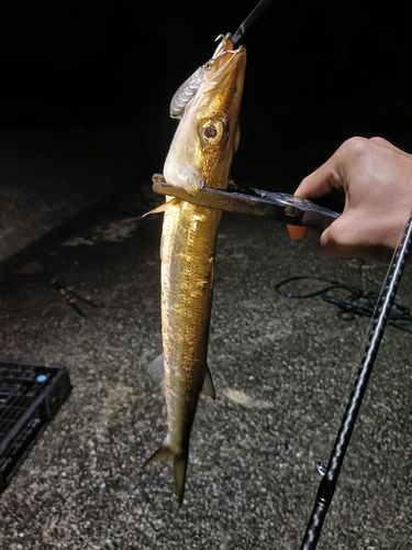 カマスの釣果
