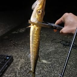 カマス