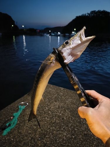 カマスの釣果