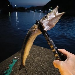 カマス