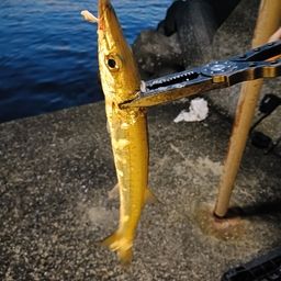 カマス