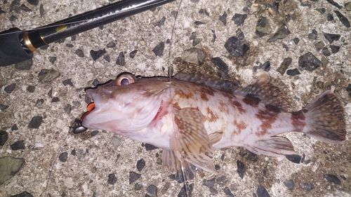 カサゴの釣果