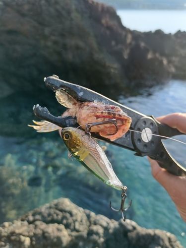エソの釣果