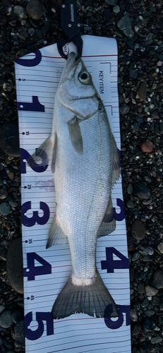 ヒラスズキの釣果