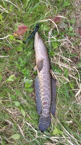 ライギョの釣果