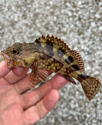 カサゴの釣果