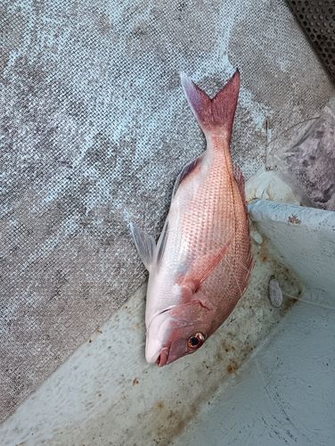 タイの釣果