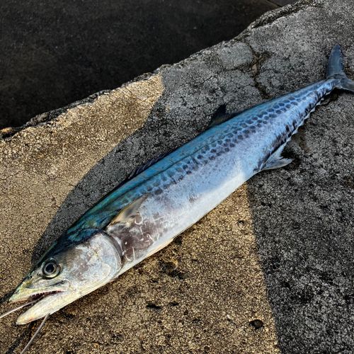 サゴシの釣果