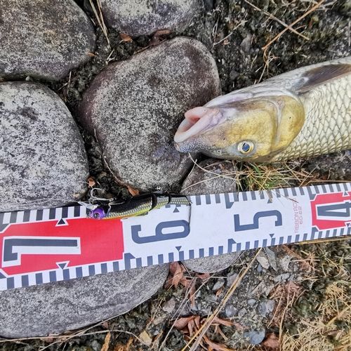 ニゴイの釣果