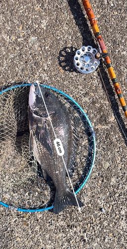 クロダイの釣果