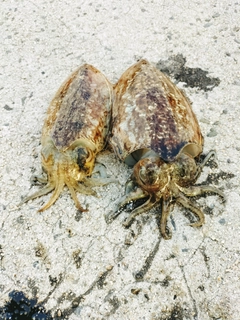 コウイカの釣果