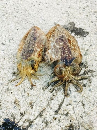 コウイカの釣果