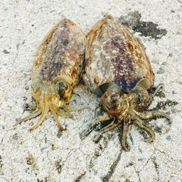 コウイカ