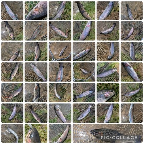 レインボートラウトの釣果