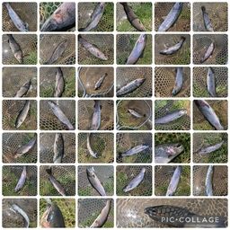 レインボートラウト