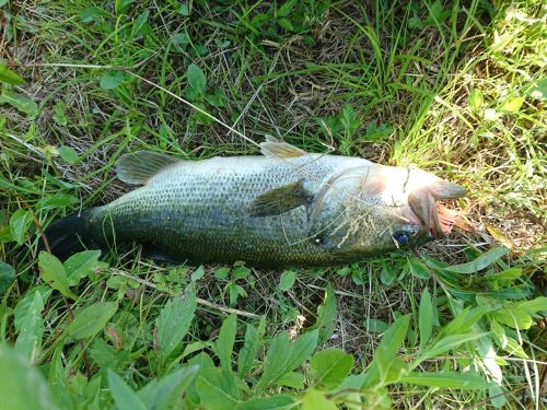 ラージマウスバスの釣果