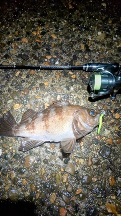 メバルの釣果