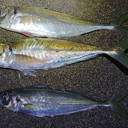 アジ