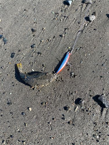 クサフグの釣果