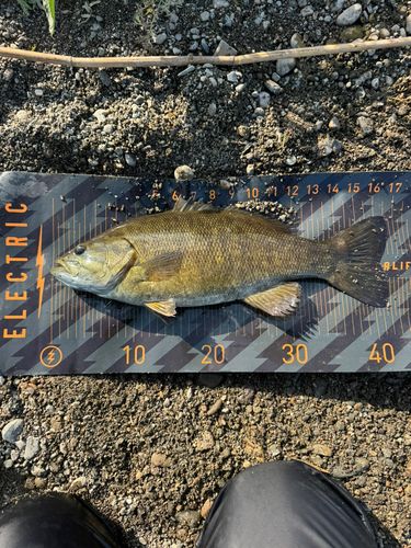 スモールマウスバスの釣果