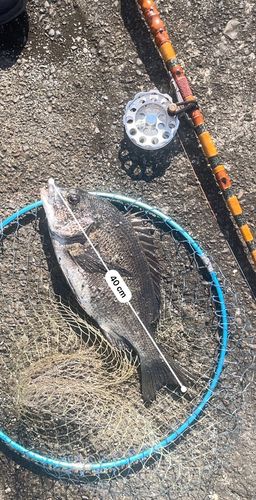 クロダイの釣果