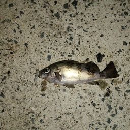 アカメバル