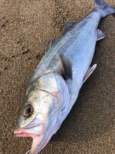 スズキの釣果