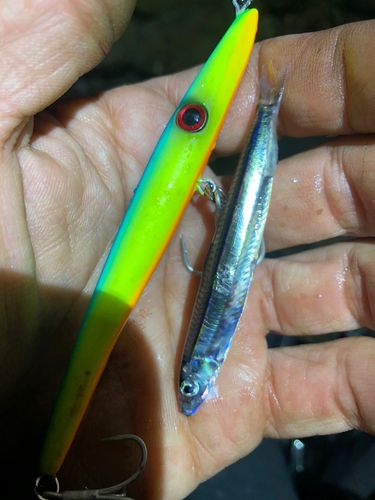 キビナゴの釣果
