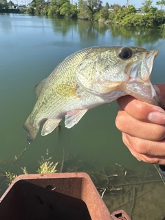 ラージマウスバスの釣果