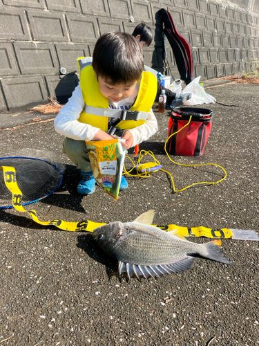 キビレの釣果