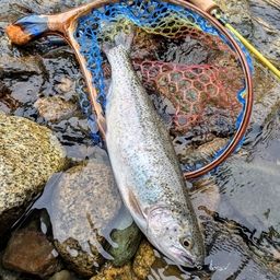 レインボートラウト