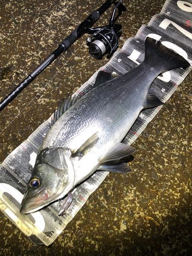 ヒラスズキの釣果