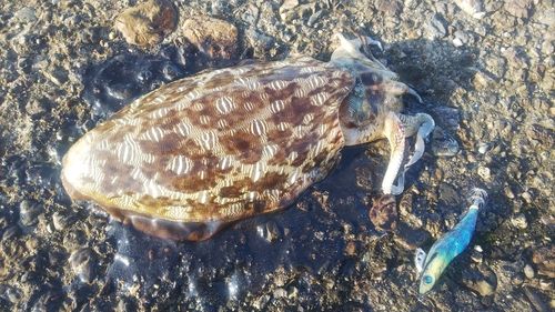モンゴウイカの釣果