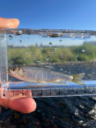 オイカワの釣果