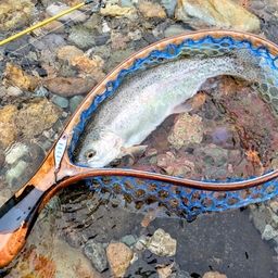 レインボートラウト