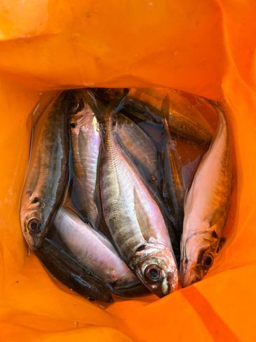 マアジの釣果