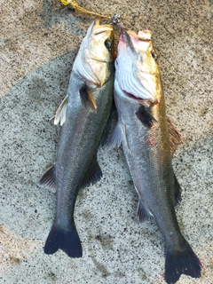 シーバスの釣果