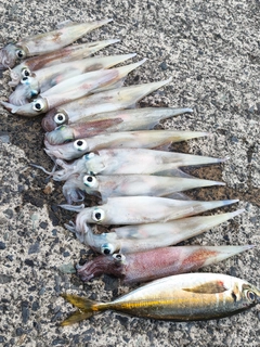 ヤリイカの釣果