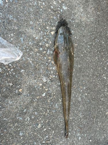 マゴチの釣果