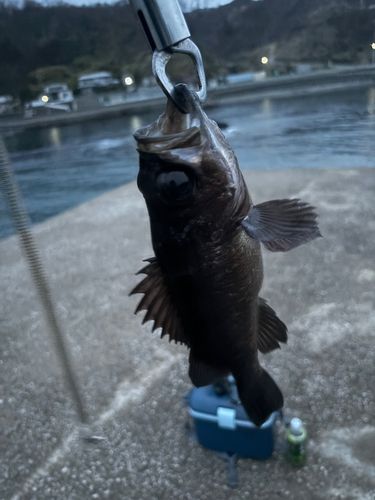 アカメバルの釣果